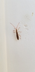 Protenor belfragei