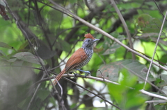 Thamnophilus palliatus