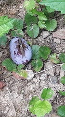 Pachytrachis gracilis