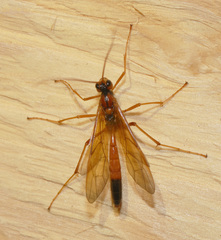 Opheltes glaucopterus barberi