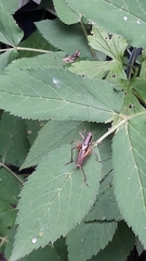 Pachytrachis gracilis