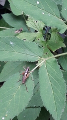 Pachytrachis gracilis