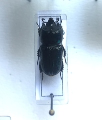 Sinodendron persicum