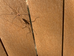 Leiobunum calcar