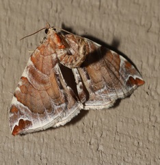 Eulithis molliculata