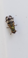 Chaetopsis massyla