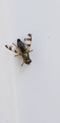 Chaetopsis massyla