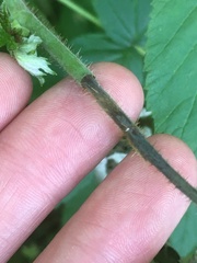 Oberea perspicillata