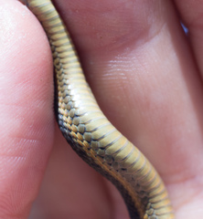 Thamnophis atratus