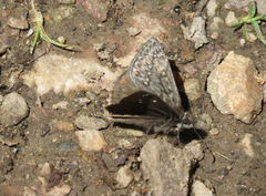 Erynnis telemachus