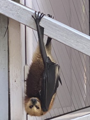 Pteropus niger