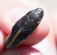 Thamnophis atratus