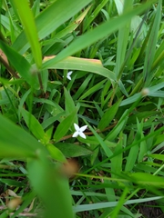 Diodia