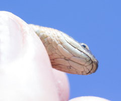 Thamnophis atratus