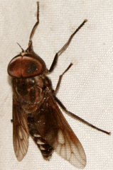 Tabanus trimaculatus