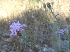 Centaurea paniculata