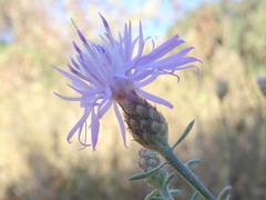 Centaurea paniculata
