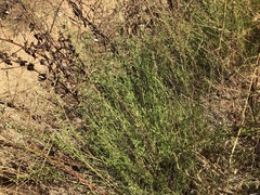 Baccharis malibuensis