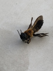 Megachile sculpturalis