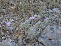 Centaurea paniculata