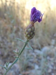 Centaurea paniculata