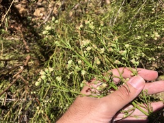 Baccharis malibuensis