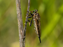 Promachus vertebratus
