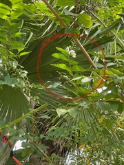 Lagerstroemia subcostata