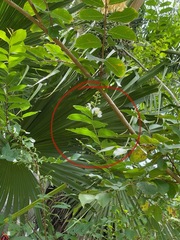 Lagerstroemia subcostata