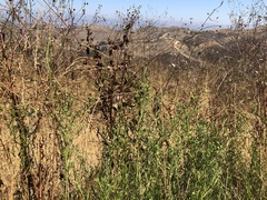 Baccharis malibuensis