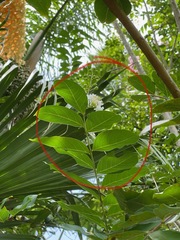 Lagerstroemia subcostata