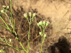 Baccharis malibuensis