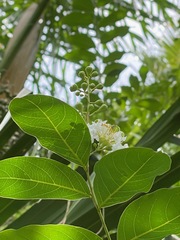 Lagerstroemia subcostata