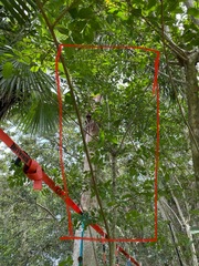 Lagerstroemia subcostata