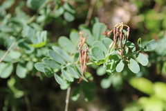 Coronilla coronata