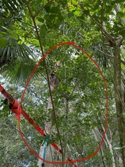 Lagerstroemia subcostata