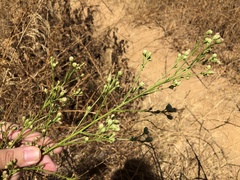 Baccharis malibuensis