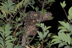 Coendou longicaudatus