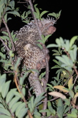 Coendou longicaudatus