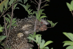 Coendou longicaudatus