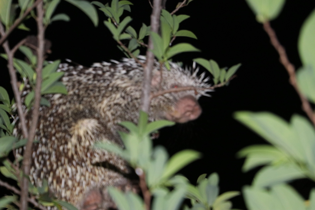 Coendou longicaudatus longicaudatus from Rua Jambeiro, Boa Vista, RR ...