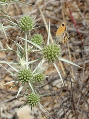 Coenonympha dorus