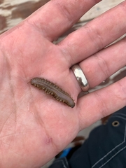 Lepidonotus squamatus