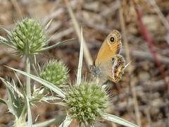 Coenonympha dorus