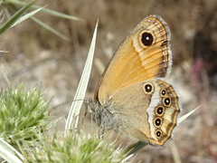 Coenonympha dorus