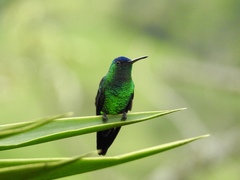Indigo-Capped Hummingbird photo 3