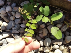 Astragalus glycyphyllos