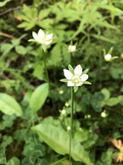 Parnassia parviflora