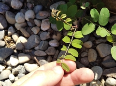 Astragalus glycyphyllos