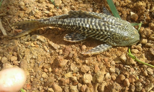 Zeilvin-harnasmeerval (Pterygoplichthys lituratus) — Loricariidae — 2
